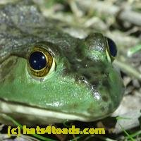 /home//u458753944/public_html/sourcegallery/////////////////////Frogs/More bullfrogs/P7010209.JPG
